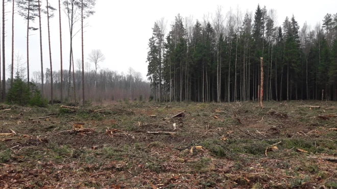 Zinātnieki noskaidrojuši, ka vējgāžu ietekme uz ūdeņiem ir līdzīga cilvēka veiktajai saimnieciskajai darbībai, cērtot mežu. Kokiem sadaloties, palielinās dažādu vielu saturs augsnē, kas nonāk gruntsūdeņos un tālāk var ieskaloties ūdenī.