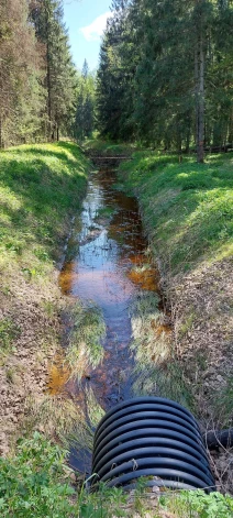 Mežu ūdeņi - strauti un grāvji - ir būtiska dabas sastāvdaļa, kurās ūdenī notiek dažādu vielu plūsma.