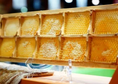 Kāds medus ir visvērtīgākais un vai to drīkst sildīt: biškopja galīgā atbilde