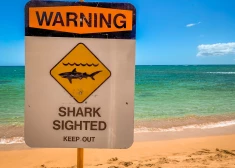 Трагедия у побережья Австралии: туристы снимали дельфинов, когда на них напала акула