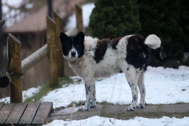 Mūsu sarunas vidū namiņā uzrodas vēl kāds viesis – suņuks vārdā Fredis, kurš ir cienījamā vecumā. Kārlis saka, ka Fredis šeit dzīvojas jau sen: “Dažreiz viņš mēdz uz Cēsu pusi aizklīst. Viņam savulaik tur brūte bija. Brūtes vairs nav, bet ieradums palicis.”