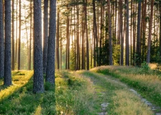 Meža īpašnieki aicināti pieteikties jaunam ES atbalstam – 11 miljoni eiro mežu ieaudzēšanai un atjaunošanai