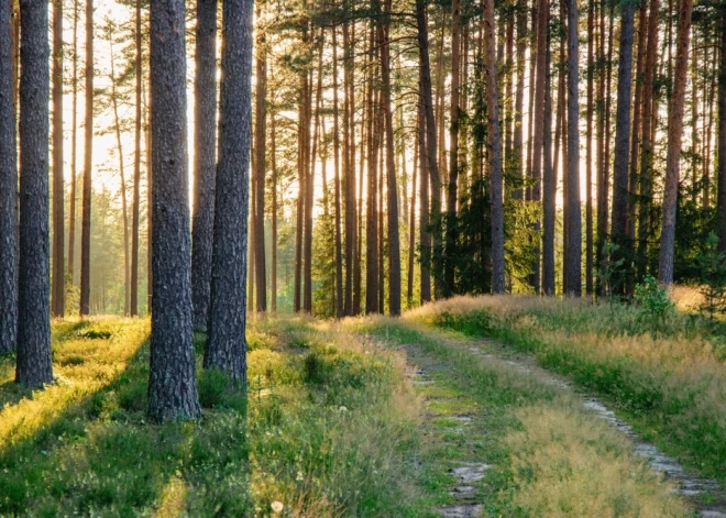 Meža īpašnieki aicināti pieteikties jaunam ES atbalstam – 11 miljoni eiro mežu ieaudzēšanai un atjaunošanai