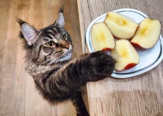 Šonedēļ pilnmēnesī nekas neies pēc plāna - horoskops visām zodiaka zīmēm no 1.12. līdz 7.12.