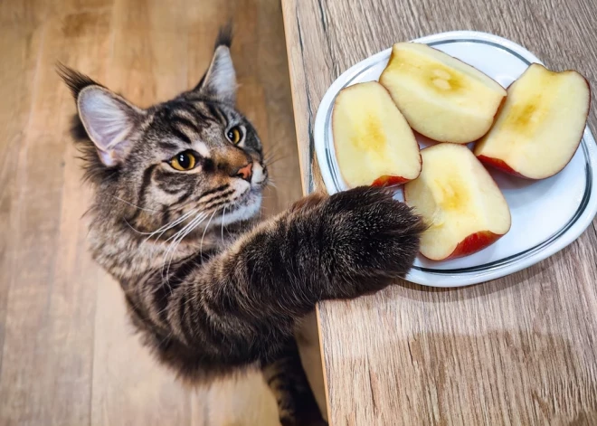 Šonedēļ pilnmēnesī nekas neies pēc plāna - horoskops visām zodiaka zīmēm no 1.12. līdz 7.12.