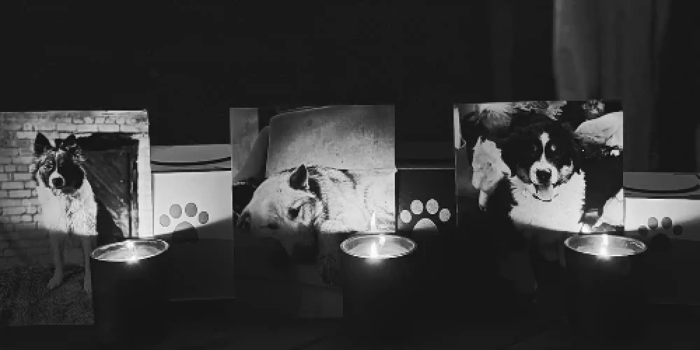 Modra Konovalova nošautie mīluļi Bora, Bruno un ČipiĻipi (ekrānuzņēmums no "Instagram")