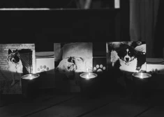 Nošautie sunīši atgriezušies mājās... Modris Konovalovs nevalda asaras: "Mēs sēžam terasē... Es lūdzu viņiem piedošanu."