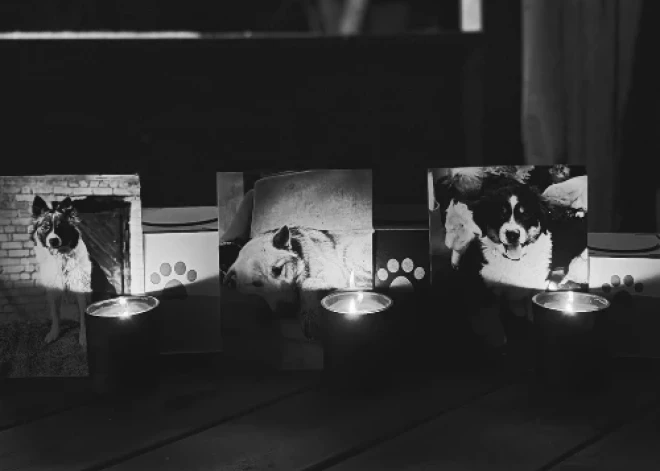 Nošautie sunīši atgriezušies mājās... Modris Konovalovs nevalda asaras: "Mēs sēžam terasē... Es lūdzu viņiem piedošanu."