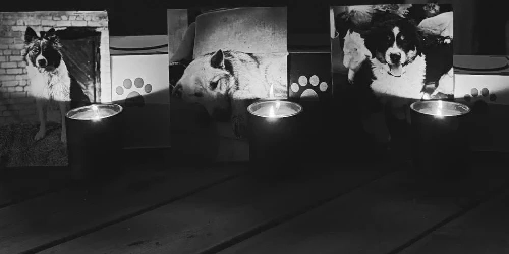 Modris Konovalovs ir saimniecības "Modra olas" īpašnieks, kura trīs mīluļus Bruno, Boru un Čipi Ļipi 2025. gada 10. oktobrī Bauskas novada Brunavas pagastā nošāva mednieks, izraisot sabiedrības sašutumu.