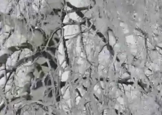 Vidzemē novērota spēcīga atkala: ledus slānis vietām pārsniedz centimetru