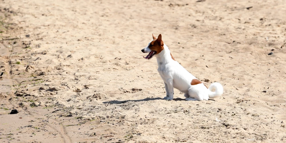 Neatbalsta kolektīvo iesniegumu par aizliegumu atrasties Jūrmalas pludmalē ar suņiem jebkurā gada laikā.