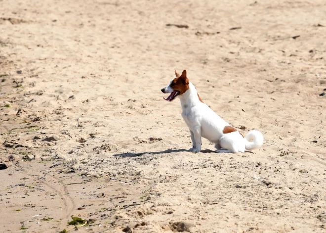 Jūrmalas dome neatbalsta iniciatīvu aizliegt suņus pludmalē visu gadu