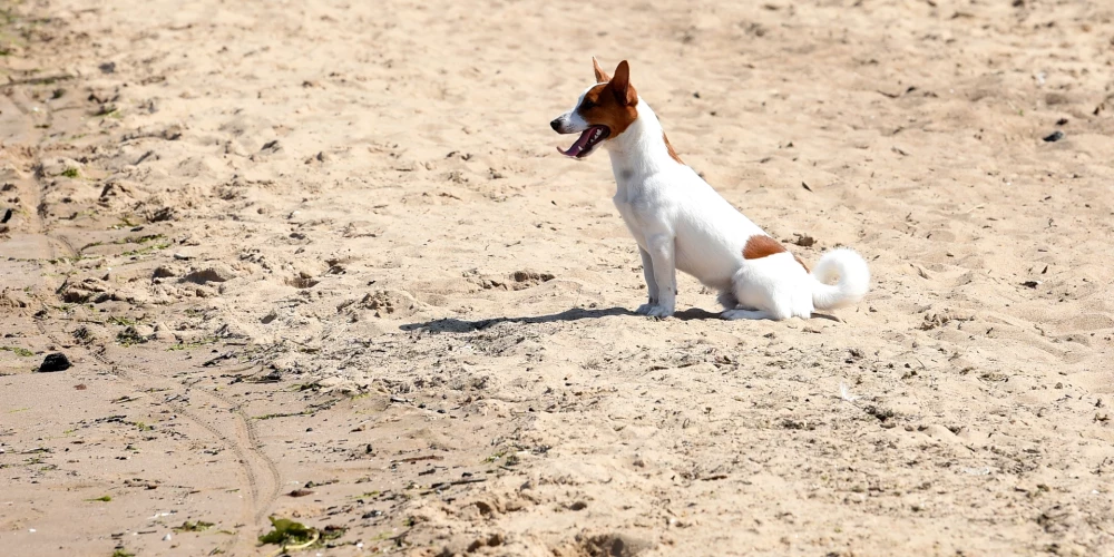 Юрмальская дума отклонила инициативу о вечном запрете на животных на пляже.