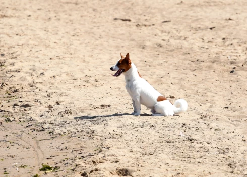 Юрмальская дума отклонила инициативу о вечном запрете на животных на пляже.