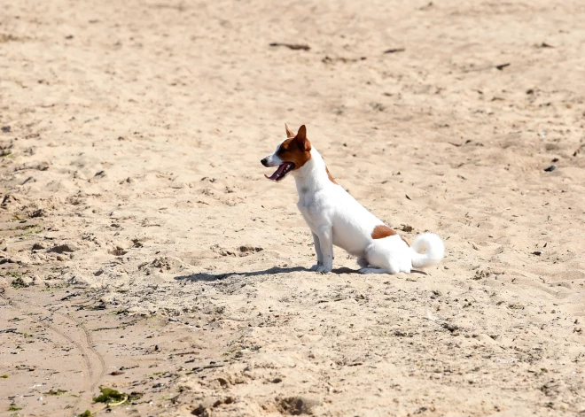 750 подписей не убедили: Юрмала отказалась запрещать собак на пляже в любое время года