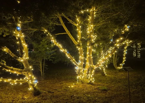 No 29. novembra līdz 21. decembrim Dobelē norisināsies “Ziemas dārzs”.