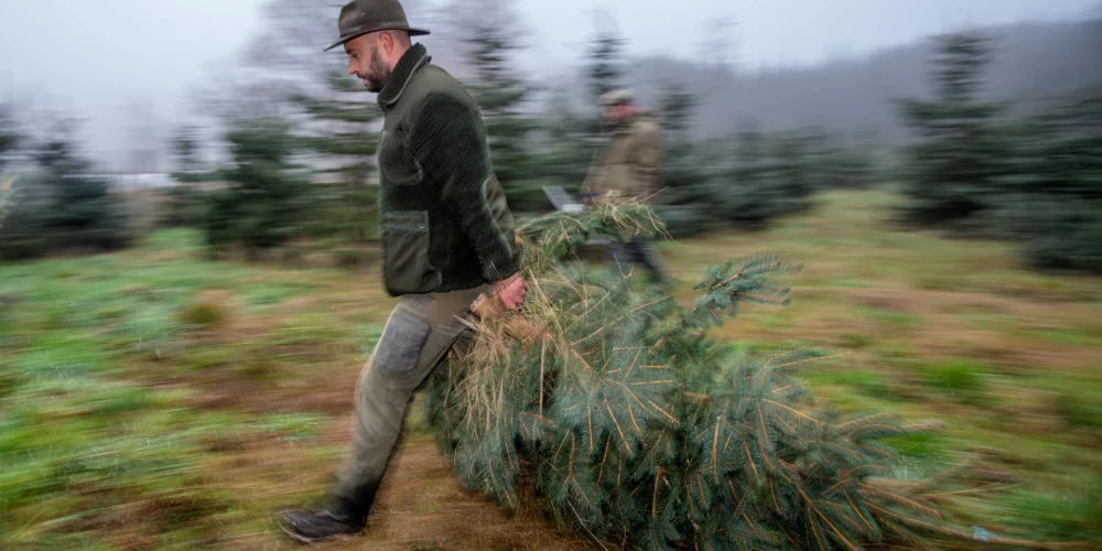 Egļu saglabāšana esot īpaši liels izaicinājums šobrīd, kad astoņzobu mizgrauža savairošanās dēl iznīcinātas lielas egļu platības gan Pierīgā, gan citur Latvijā. 