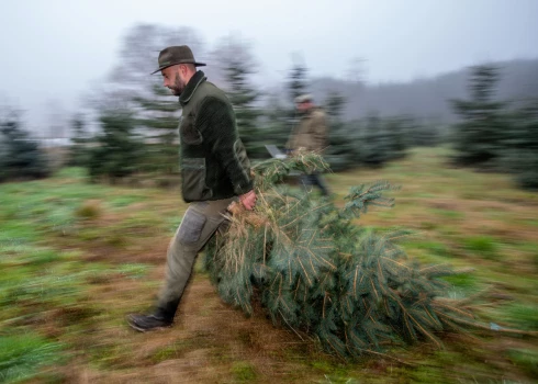 Egļu saglabāšana esot īpaši liels izaicinājums šobrīd, kad astoņzobu mizgrauža savairošanās dēl iznīcinātas lielas egļu platības gan Pierīgā, gan citur Latvijā.