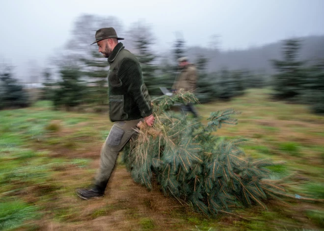 "Rīgas meži" aicina necirst eglītes Rīgā vai Pierīgā