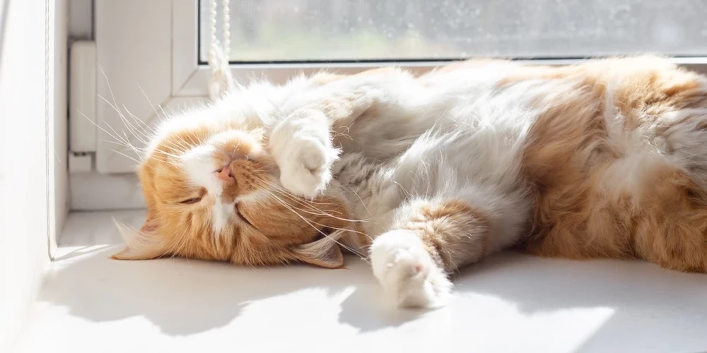 Весна всегда возвращается!