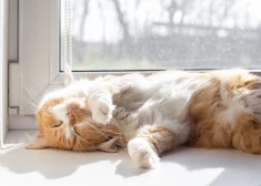 Как пережить зиму, если вы терпеть не можете холод и темноту: план выживания до первой весенней солнечной недели