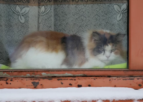 Gaisa temperatūra pirmdien sasniegs +1..+5 grādus.