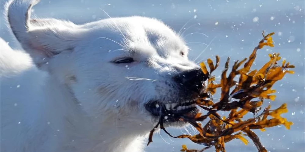 Latvijā turpināsies atkusnis, temperatūrai visā valstī lielākoties esot virs nulles.