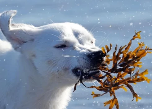 Latvijā turpināsies atkusnis, temperatūrai visā valstī lielākoties esot virs nulles.