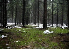 Оттепель продолжится: во вторник температура в Латвии достигнет +4 градусов