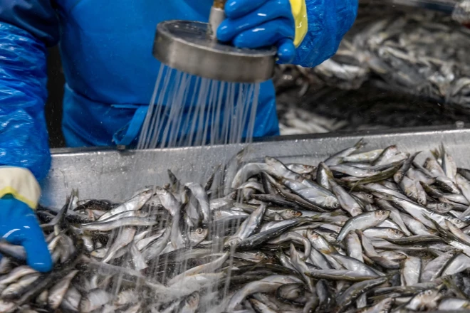 Brētliņas jaunā dzīve - uz bundžiņas joprojām ir norādīts latīniskais zivs nosaukums (Sprattus sprattus), taču mārketingā tā tiek pozicionēta kā sardīne.