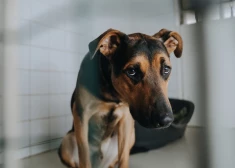 Īpaši cietsirdīgs noziegums Jelgavā: vīrietis apzog mājokli un aukstasinīgi pakar saimnieka suni