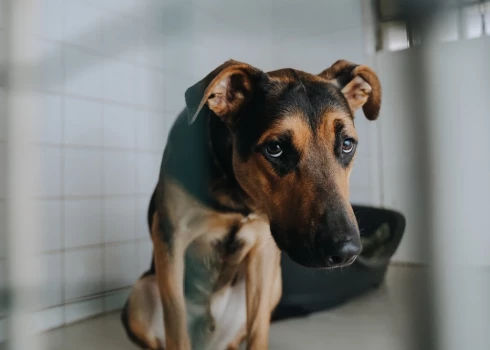 Par suņa pakāršanu zādzības laikā apcietināts vīrietis.