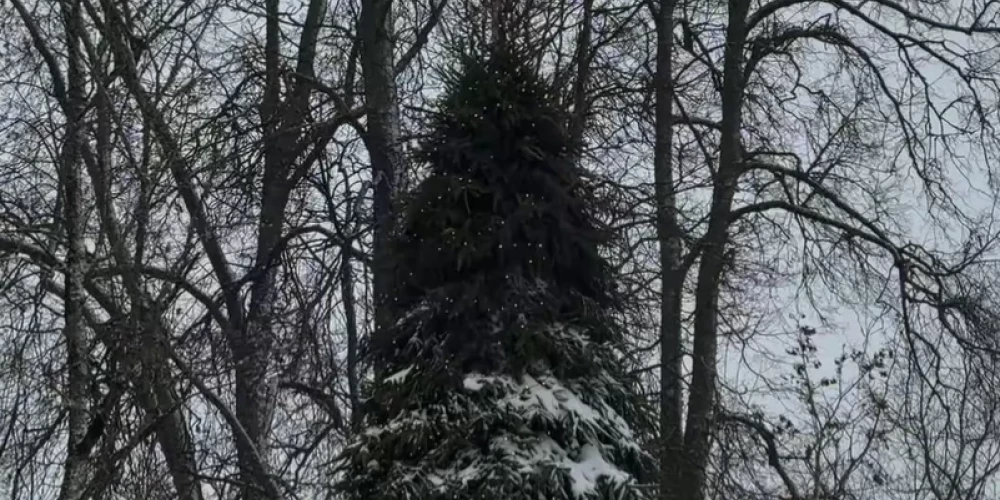 Novada galvenā egle (ekrānuzņēmums no Alūksnes novada pašvaldības mājas lapas video)