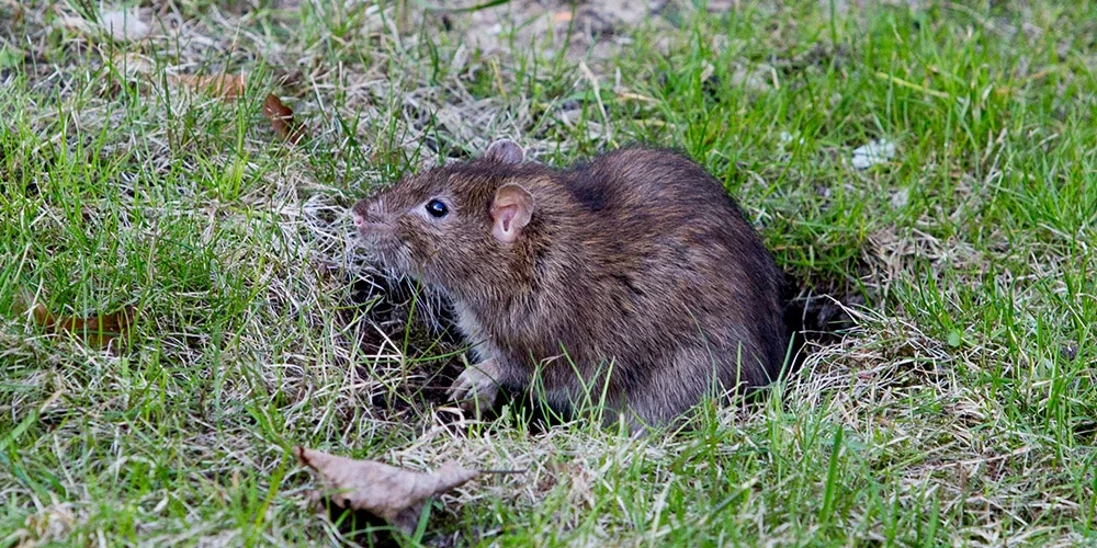 Lai pētījums būtu veiksmīgs, līdz gada beigām nepieciešami 250 grauzēju paraugi no visas Latvijas - vēlams žurkas.