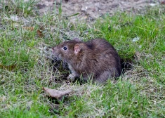 Pētījumam aicina nogādāt savās teritorijās notvertus grauzējus