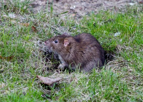 Lai pētījums būtu veiksmīgs, līdz gada beigām nepieciešami 250 grauzēju paraugi no visas Latvijas - vēlams žurkas.