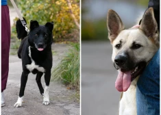 Trīskājainie suņuki - Beilijs un Pirāts - meklē sev jaunas