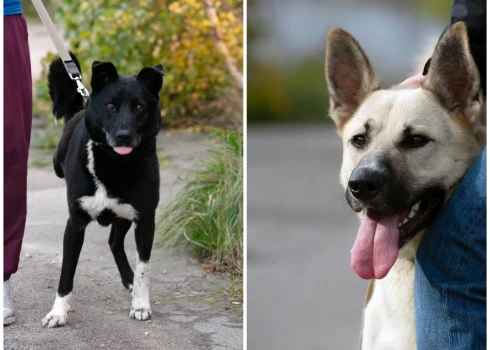 Beilijs (pa kreisi) un Pirāts meklē jaunas mājas.