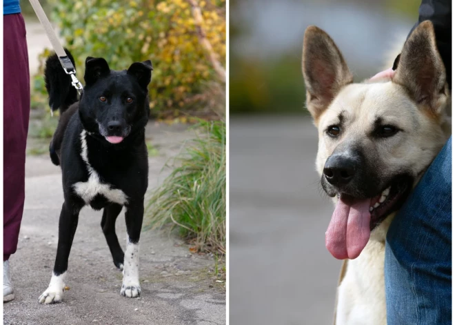 Trīskājainie suņuki - Beilijs un Pirāts - meklē sev jaunas mājas