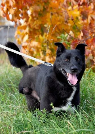 Kad kāds tuvojas Beilija voljēram, viņš pieceļas uz savām trim kājām un laimīgi pamāj ar asti.