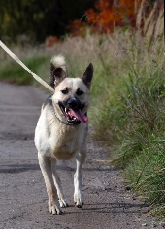 Pirāts nenāks klāt katram tūlīt! Pirātam vajadzīgs laiks, lai noticētu, ka cilvēks patiesi ir viņa pusē.