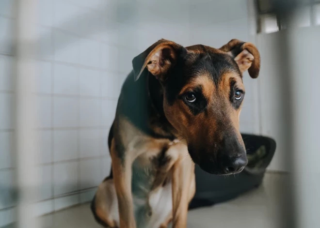 Ужас в Елгаве: хозяин вернулся домой и увидел, что дом ограблен, а собака повешена