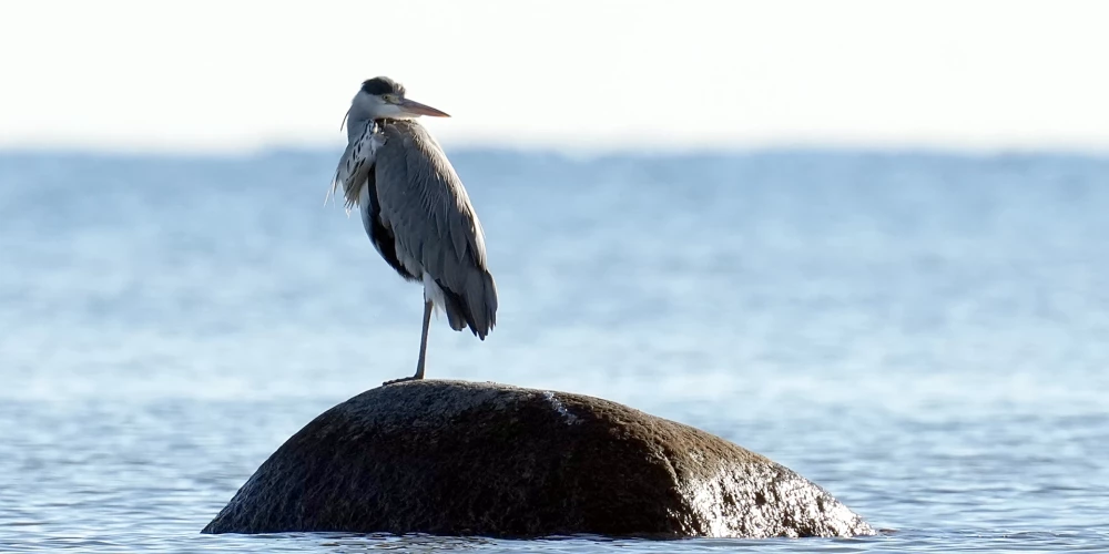 Rīgā gaiss iesils līdz +3 grādiem.