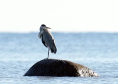 Lai gan debesis būs apmākušās, šodien būtiski nokrišņi nav gaidāmi