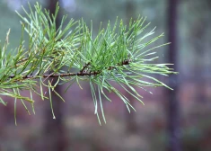 Серые дни продолжаются: во вторник ожидается пасмурная погода