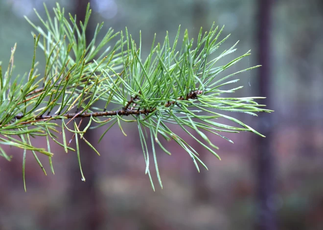 Серые дни продолжаются: во вторник ожидается пасмурная погода