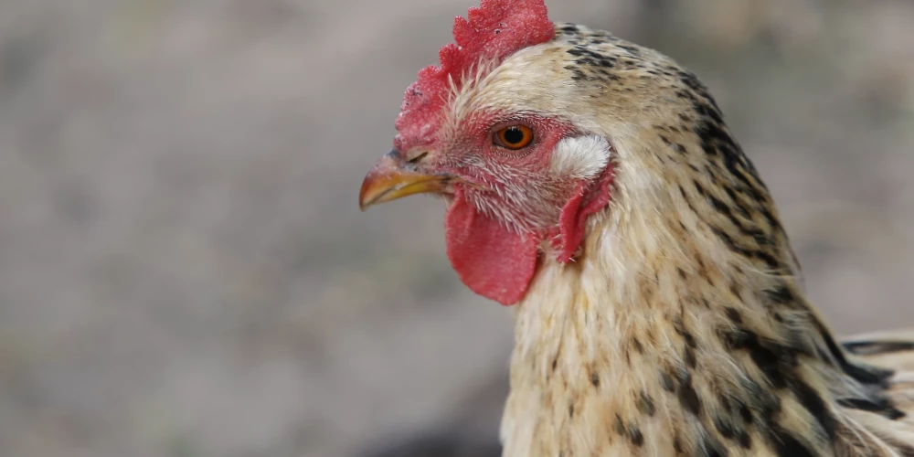 Ilustratīvs attēls.