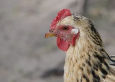 Ņūkāslas slimības ierobežošanai noteikta karantīna