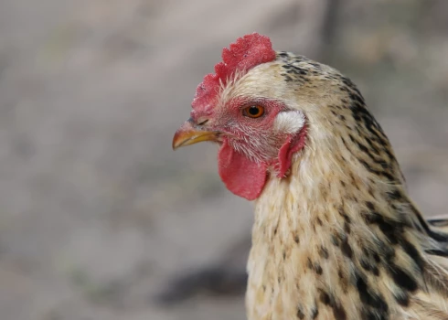 Ilustratīvs attēls.