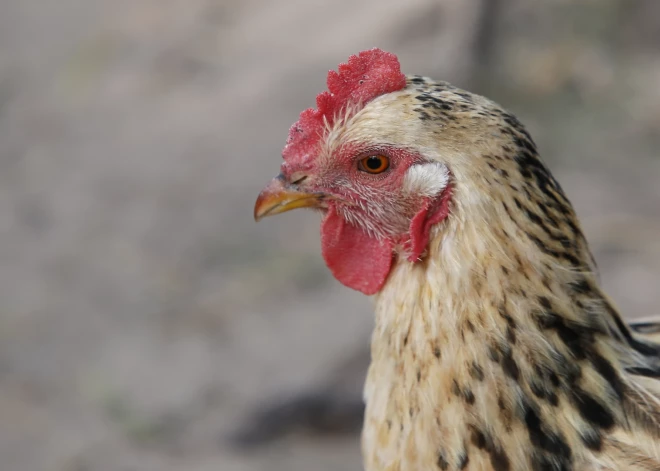Ņūkāslas slimības ierobežošanai noteikta karantīna